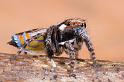 Maratus_volans_D5586_Z_92_Sydney_Australie