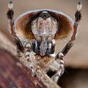 Maratus_volans_D5587_Z_90_Sydney_Australie