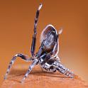 Maratus_volans_D5588_Z_90_Sydney_Australie