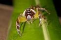 Mopsus_mormon_D2545_Z_83_-_Australie