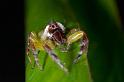 Mopsus_mormon_D2546_Z_82_-_Australie