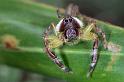 Mopsus_mormon_D2551_Z_80_-_Australie