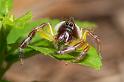 Mopsus_mormon_D2553_Z_83_-_Australie