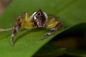 Mopsus_mormon_D2554_Z_82_-_Australie