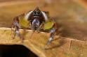 Mopsus_mormon_D2555_Z_78_-_Australie