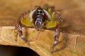 Mopsus_mormon_D2556_Z_80_-_Australie