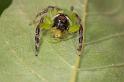 Mopsus_mormon_D2558_Z_85_-_Australie