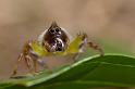 Mopsus_mormon_D2559_Z_80_-_Australie