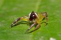 Mopsus_mormon_D2560_Z_80_-_Australie