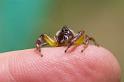 Mopsus_mormon_D2561_Z_80_-_Australie