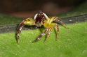 Mopsus_mormon_D2564_Z_82_-_Australie