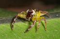 Mopsus_mormon_D2565_Z_82_-_Australie