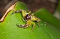 Mopsus_mormon_D2567_Z_84_-_Australie