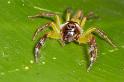 Mopsus_mormon_D2569_Z_85_-_Australie