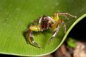 Mopsus_mormon_D2573_Z_85_-_Australie