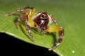 Mopsus_mormon_D2574_Z_83_-_Australie