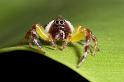 Mopsus_mormon_D2575_Z_83_-_Australie