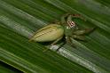 Mopsus_mormon_D2580_Z_88_-_Australie