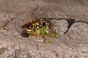 Mopsus_mormon_D5400_Z_91_Lakeland_Australie