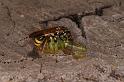 Mopsus_mormon_D5401_Z_90_Lakeland_Australie