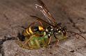 Mopsus_mormon_D5402_Z_89_Lakeland_Australie