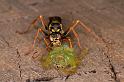 Mopsus_mormon_D5403_Z_90_Lakeland_Australie