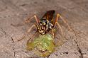 Mopsus_mormon_D5404_Z_91_Lakeland_Australie