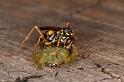 Mopsus_mormon_D5405_Z_90_Lakeland_Australie