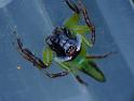 Mopsus_mormon_D6476_Z_87_Brisbane_Australie