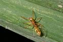 Myrmarachne_plataleoides_D2597_Z_89_-_Australie