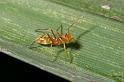 Myrmarachne_plataleoides_D2598_Z_88_-_Australie