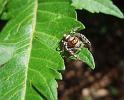 Opisthoncus_parcedentatus_D6270_Z_82_Brisbane_Australie