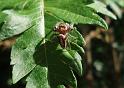 Opisthoncus_parcedentatus_D6271_Z_82_Brisbane_Australie