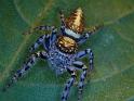 Opisthoncus_parcedentatus_D6410_Z_88_Brisbane_Australie