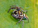 Opisthoncus_polyphemus_D6718_Z_88_Brisbane_Australie