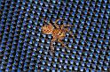 Plexippus_petersi_D5407_Z_90_Lakeland_Australie