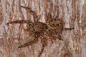 Plexippus_petersi_D5408_Z_90_Lakeland_Australie