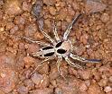 Plexippus_petersi_F0735_Z_85_Marabee_Australie