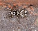 Salticus_scenicus_D3074_Z_88_Badhoevedorp_Nederland