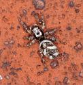 Salticus_scenicus_D3075_Z_90_Badhoevedorp_Nederland