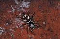 Salticus_scenicus_D3757_Z_87_Badhoevedorp_Nederland