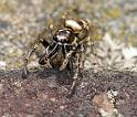 Salticus_scenicus_D4293_Z_89_Waterleidingduinen_Nederland