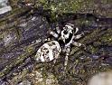 Salticus_scenicus_F2280_Z_82_Badhoevedorp_Nederland