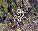 Salticus_scenicus_F2283_Z_87_Badhoevedorp_Nederland