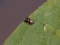 Simaethula_auratus_D6364_Z_88_Brisbane_Australie