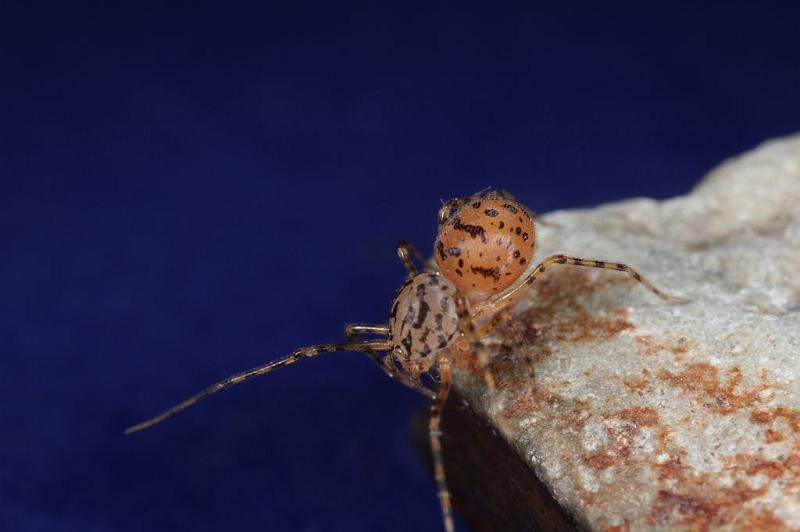 Scytodes_thoracica_D8252_Z_88_Badhoevedorp_Nederland.jpg