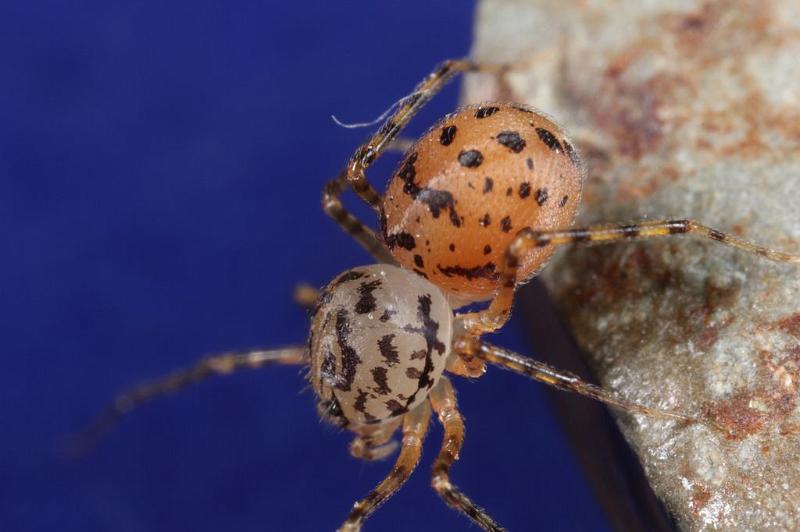 Scytodes_thoracica_D8255_Z_90_Badhoevedorp_Nederland.jpg