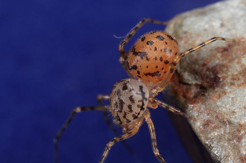 Scytodes_thoracica_D8258_Z_89_Badhoevedorp_Nederland.jpg