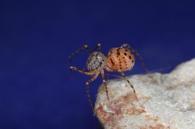 Scytodes_thoracica_D8260_Z_90_Badhoevedorp_Nederland.jpg