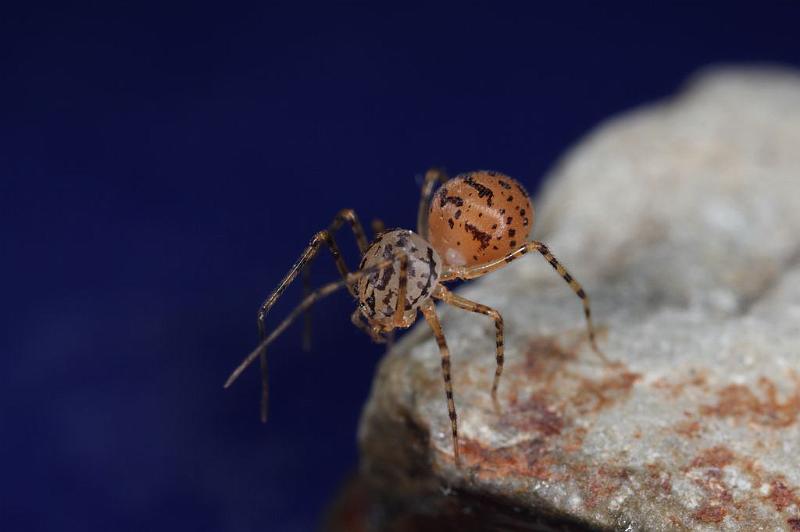 Scytodes_thoracica_D8261_Z_90_Badhoevedorp_Nederland.jpg